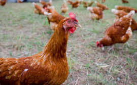 В Гурьевске построят завод по переработке мяса птицы